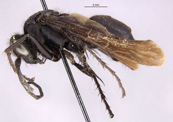 Media type: image;   Entomology 13667 Aspect: habitus lateral view